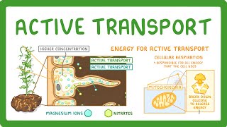 GCSE Science Revision  Water Uptake by plants [upl. by Dnalyar]