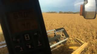 French White Millet harvest Western Australia [upl. by Hulton]