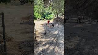 Aly protecting her goats from a pack of wolfs nature california pitbull mom summer milking [upl. by Aseen699]