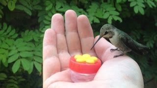 HUMMINGBIRD HAND FEEDING [upl. by Ib]