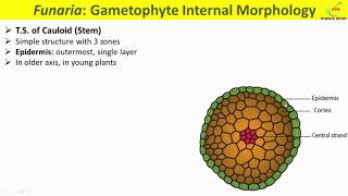 Funaria ThallusFunaria Gametophyte MorphologyTS of PhylloidTS Cauloid of FunariaOccurence [upl. by Orravan]