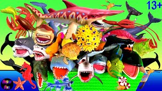 NEW 146 Sea Animals  Shark Whale Fish Crustaceans Cephalopods Turtle 13 [upl. by Negam]