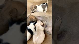 Puppy breast milk puppy doglover cute animals funny doglove dog barking love shortvideo [upl. by Nodarb]