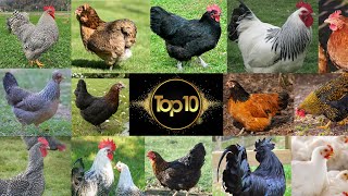 Mes Poules Préferées  Mon top 10 des Poules [upl. by Abramo]