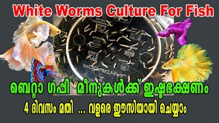 How To White Worms Culture  Fish Food  Betta Fish Food  Guppy Food  Aqua Tales  Das Intermedia [upl. by Endys]