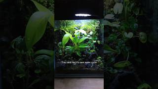 Sealing this terrarium shut forever ecoden terrarium subscribe [upl. by Noslien]