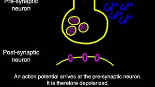 65 Transmission across a synapse [upl. by Sheffield]