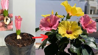 How I grow big hibiscus flowers with this little tip  hoa giâm bụt [upl. by Verras]