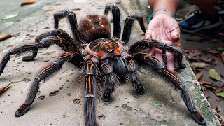 20 Biggest Spiders in the World [upl. by Hardi]