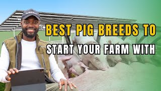 THE BASICS OF STARTING A PIG FARM IN AFRICA AS A BEGINNER [upl. by Arihsay33]