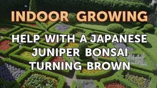 Help with a Japanese Juniper Bonsai Turning Brown [upl. by D'Arcy]