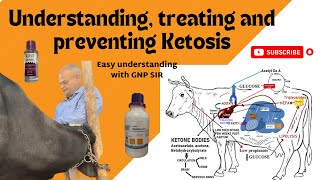 Uncovering the Secret to Curing Cattle amp Buffalo Ketosis [upl. by Walden]