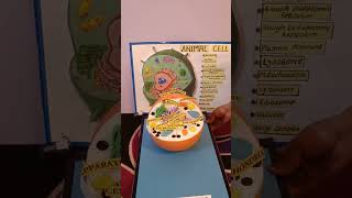 plant cell animal cell 2d and 3d model [upl. by Nolita]