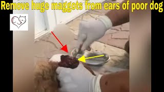 Remove huge maggots from ears of poor dog and rescued him [upl. by Sucramel]