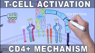 T Cell Activation  Mechanism [upl. by Wagshul607]