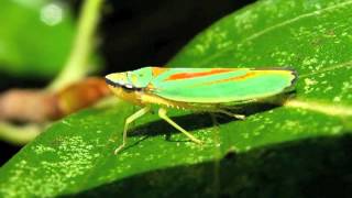 Rhododendron Leafhoppers jassids [upl. by Dualc]