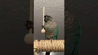 Weird wacky wizard 🧙‍♂️ birb greencheekconure birds foryou conure birdslover fypシ [upl. by Regdor810]