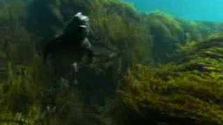 Marine iguanas of the Galapagos islands  BBC wildlife [upl. by Ainadi]