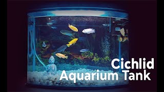 Adding Cichlid in my 80L Aquarium Tank [upl. by Averi395]