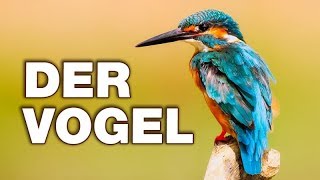 Der Vogel  Anatomie und Biologie  Alternative Fakten fürs Referat  Parodie [upl. by Mireille711]