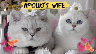 APOLLOS WIFE  British shorthair cats having a date [upl. by Biggs]