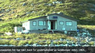 Lundefuglene i Lofoten gir opp årets hekking [upl. by Schonfeld671]