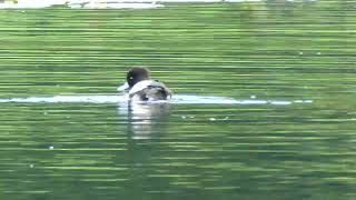 Tufted Duck Swimming in the water [upl. by Aziram]