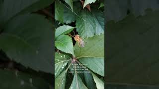 Araneus lordoftherings music spider nature insects [upl. by Erda]