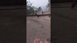 Hahaha 😂 prank hogia bhai SAB birds aseelmurg shorts [upl. by Hnacogn610]