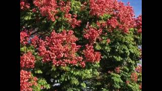 Amazing and Most Beautiful Golden Shower Tree  Golden Rain Tree Flowers [upl. by Ylirama]