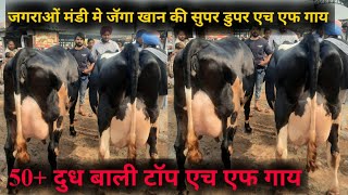 पशु मंडी जगराओं 23112023 Heavy milker cows for sale in pashu mandi jagraon cow video jbs video [upl. by Wendalyn636]