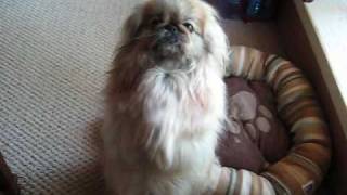 Honey the Pekingese Dog Begging for Watermelon [upl. by Franck]