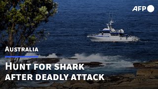 Hunt on for great white shark that killed Sydney swimmer  AFP [upl. by Darrell]