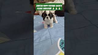 The Ultimate Shih Tzu Grooming Guide Tips amp Tricks shorts trending doglover pets puppy dog [upl. by Wake]