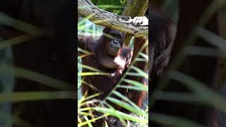 Sol the funny orangutan is showing curiosityshortsfunnyvideosorangutansfunnyanimalszoo [upl. by Rol]