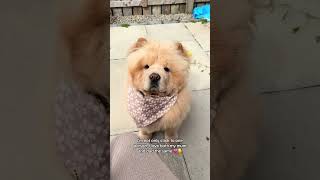 ✨Chow chows are so misunderstood 🥹 I wish everyone saw this side of them 🧸💗 chowchowpuppy love [upl. by Woodie]