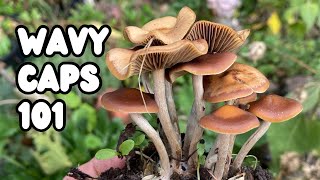 Wavy Caps Psilocybe cyanescens  UK Magic Mushrooms [upl. by Arocal87]