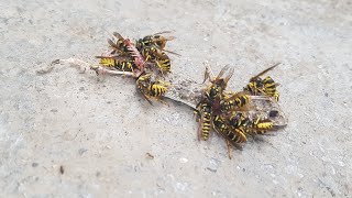 Wasps Destroy Evidence Of My Cats Crime [upl. by Nonnair82]