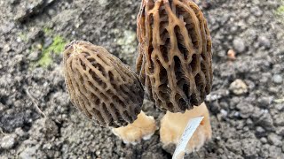 Morilles de culture première récolte 👍 [upl. by Sherrill888]