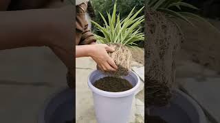 Plants grow flowers in pot plastic garden flowers on the house plants flower [upl. by Ettenaej]