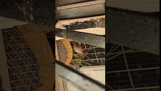 welcome to my home back side de There is Munia bird 🕊birds munia birdnest muniya shortvideo [upl. by Viehmann867]