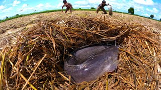 amazing fishing two smart boy catch a lot of fish under straw by hand fishing skills [upl. by Jordans]