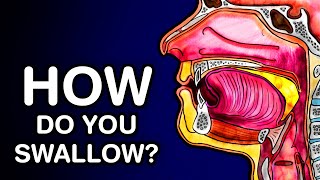 SWALLOWING OR DEGLUTITION  ANATOMY AND PHYSIOLOGY [upl. by Mandie125]