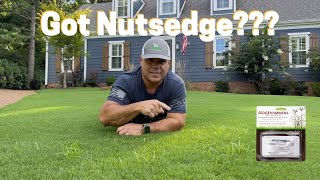 Got Nutsedge   SedgeHammer  Herbicide Weed Control [upl. by Guilbert]