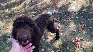 Brown Standard Poodle Puppy [upl. by Akkahs]