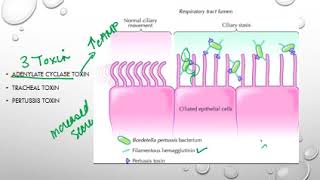 Bordetella pertussis [upl. by Cirala231]