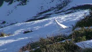 Lagopède ou perdrix des neiges [upl. by Ayoj]