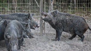 GOLIATH hogs are caught BOAR fight in the cage [upl. by Iramat]