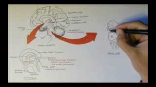 Brain Anatomy Overview  Lobes Diencephalon Brain Stem amp Limbic System [upl. by Granville]