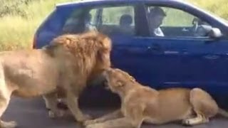 Tourist trapped with Lion roadblock in Kruger National Park Lions lay down in shade of vehicle [upl. by Anyar]